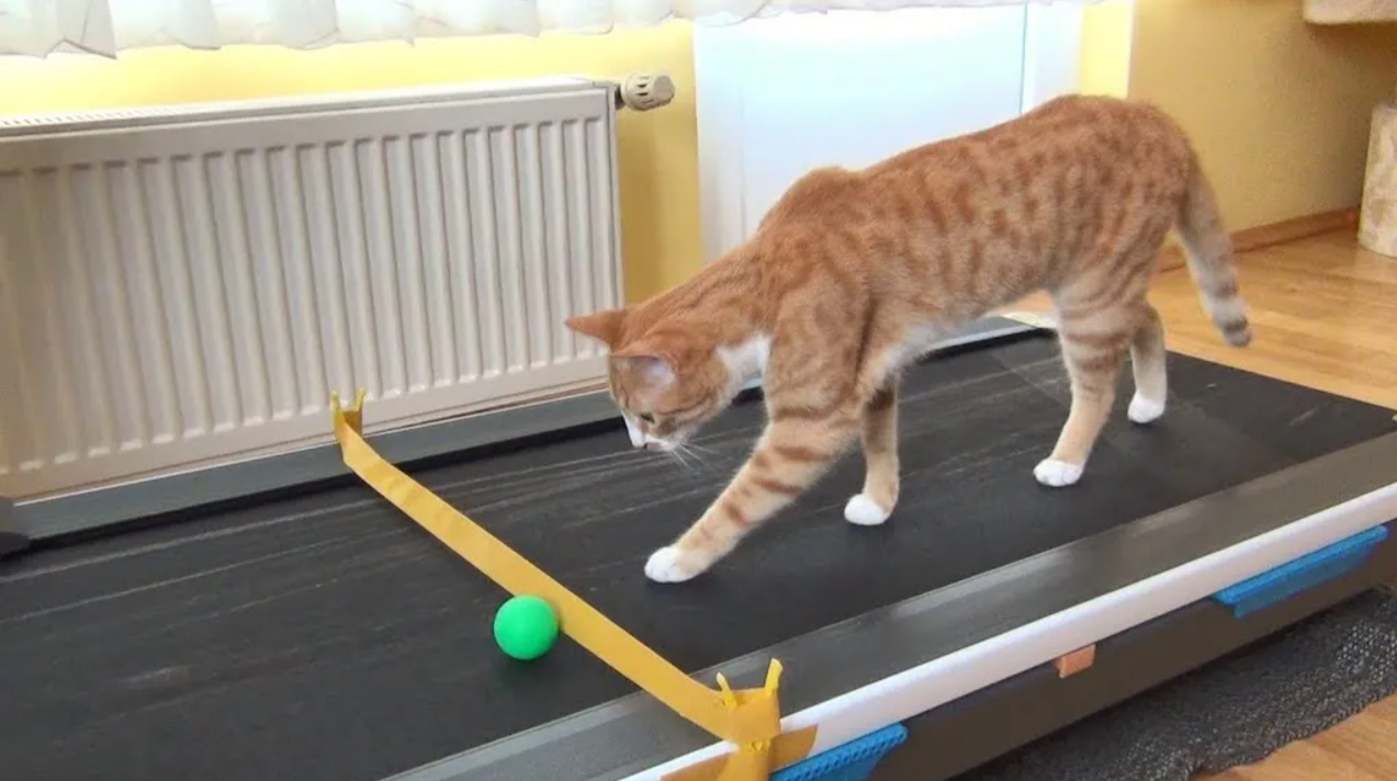 How to Train Your Cat to Use a Treadmill