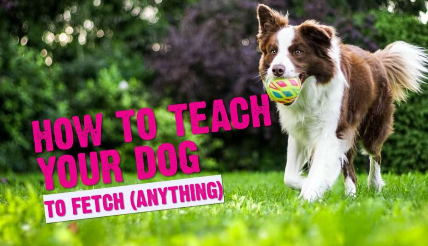 How to Teach Your Dog to Fetch Specific Items