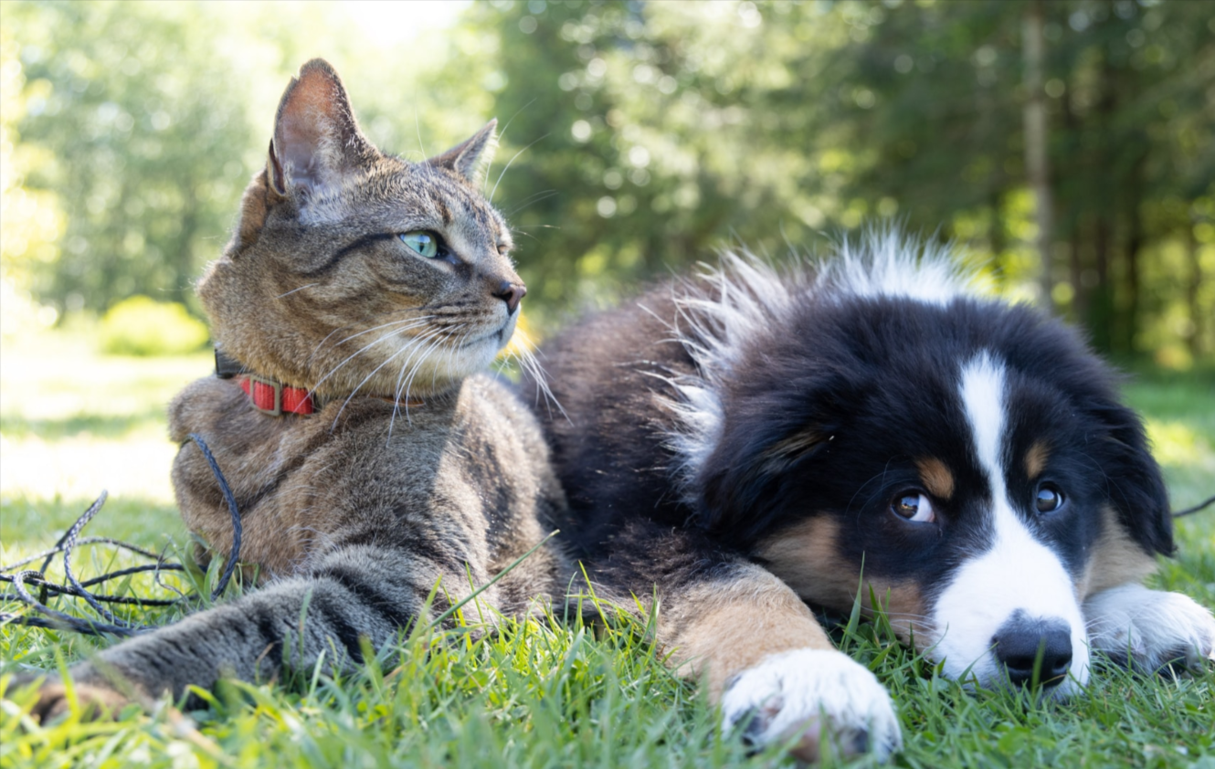 How to Choose the Right Pet for Your Lifestyle